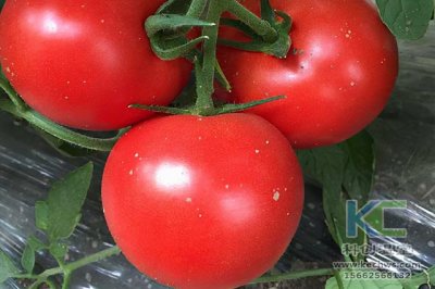 ​番茄的正确栽培方法（番茄栽培技术）