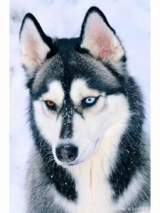 ​哈士奇又名西伯利亚雪橇狗（西伯利亚雪橇犬）