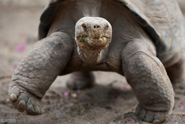 乌龟寿命有多长时间(闲聊一下乌龟的寿命)(2)
