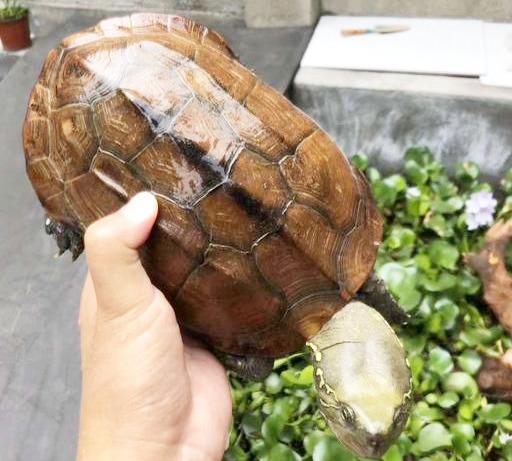 乌龟寿命有多长时间(闲聊一下乌龟的寿命)(3)