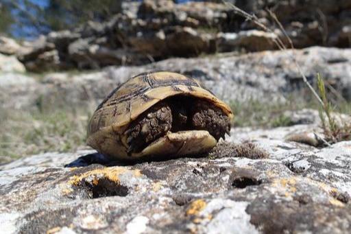 乌龟寿命有多长时间(闲聊一下乌龟的寿命)(1)