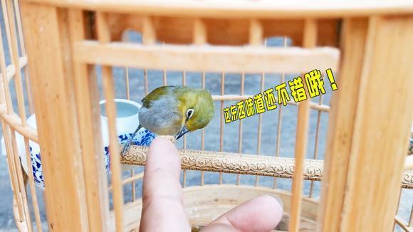 绣眼鸟怎么养（怎样养好绣眼鸟）