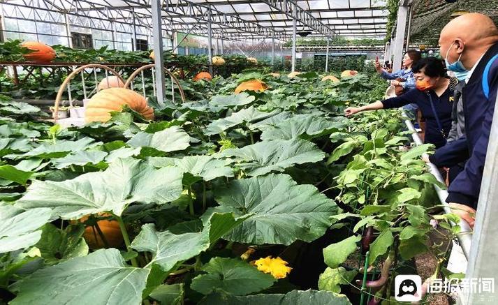 寿光蔬菜博览会2023（2022寿光国际蔬菜种业博览会拟于11月20日-23日举办）