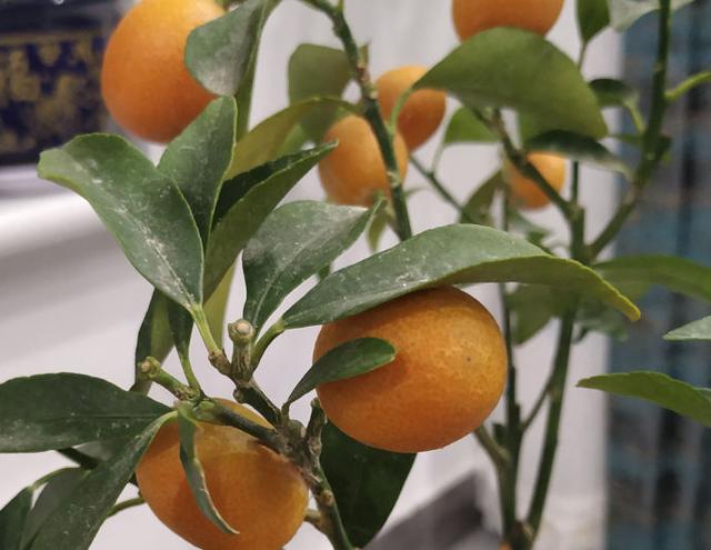 桔子树怎么养（桔子树养殖方法）