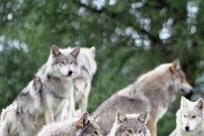 ​世界上数量最多的狼群