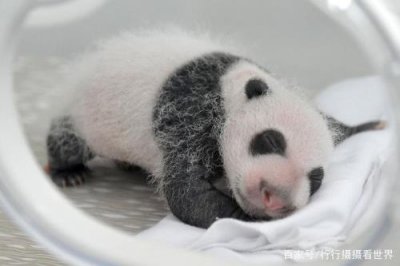 ​熊猫一般一生生几个宝宝