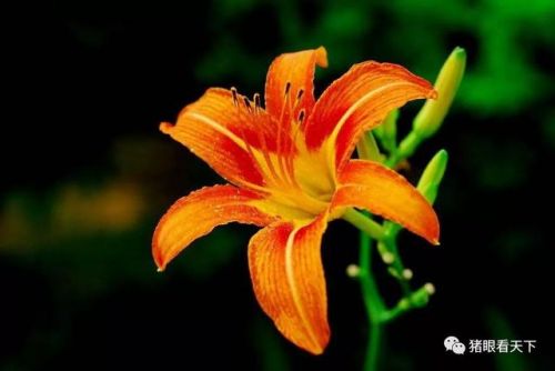 俗不可耐什么意思解释(太俗不可耐什么意思)-第2张图片-