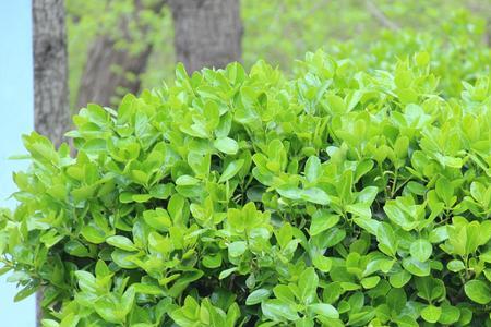 大叶黄杨和黄杨的区别