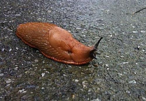 蛞蝓是什么虫