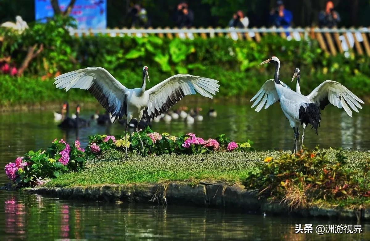 上思县属于哪个市(广西上思县属于哪个市)