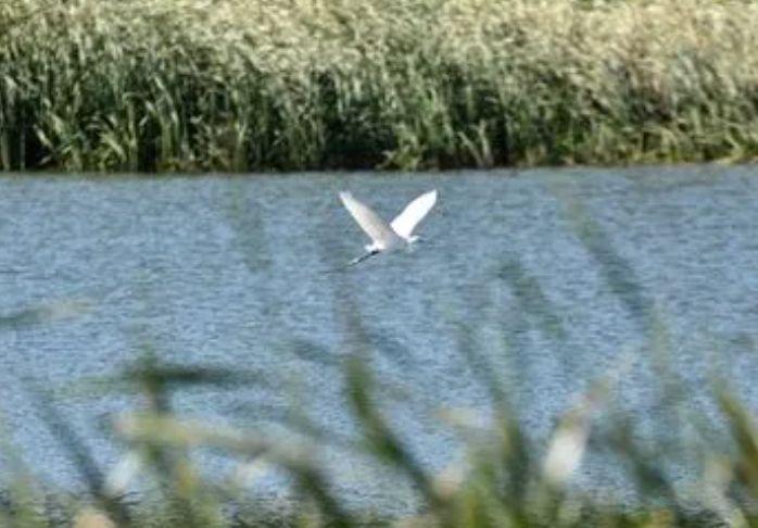 武清旅游景点有哪些(武清有什么好玩的景点)