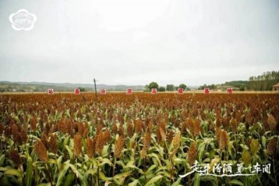 ​吉林省高粱价格表(吉林省高粱最新价格)