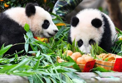 ​大熊猫吃什么食物
