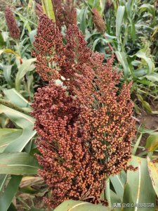 ​世界梦酒窖藏52度500ml(52度世界欢20年窖藏价格)