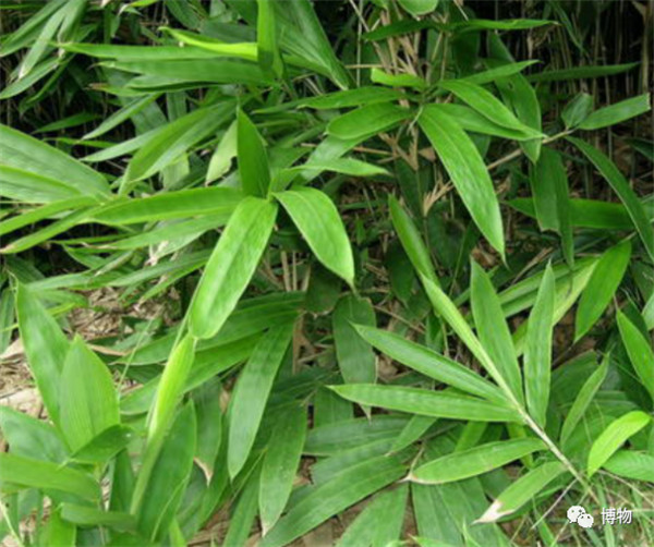 芦苇叶和箬叶包粽子哪个更香(芦苇叶为何比箬叶贵)