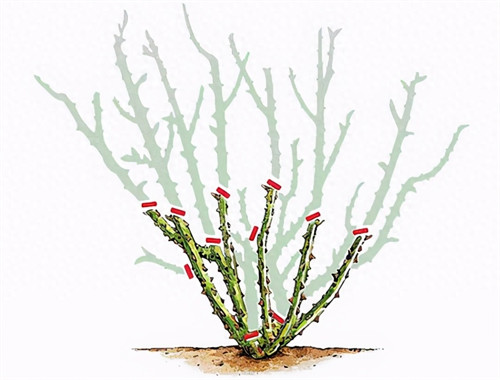 瑞典女王月季优缺点(瑞典女王夏天可以暴晒吗)