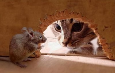 ​耗子和老鼠的区别(耗子和老鼠是一种动物吗)