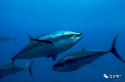 ​蓝鳍金枪鱼多少钱1斤(蓝鳍金枪鱼是保护动物吗)