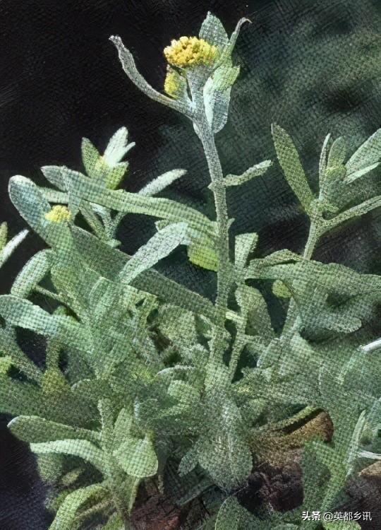 清明节前一天是什么节日(清明节前一天为什么叫寒食节)