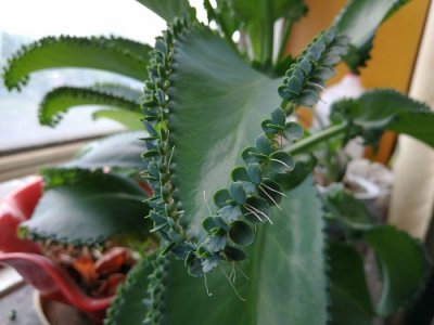 ​家里千万别养落地生根？落地生根是招财还是破财？