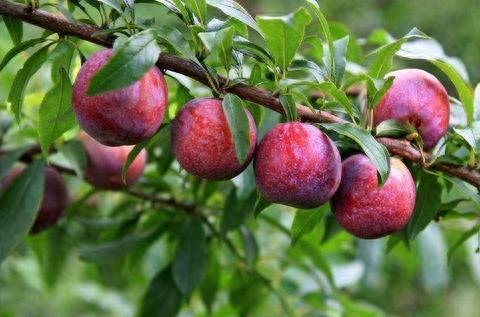 三华李种植管理技术(三华李一年施几次肥)