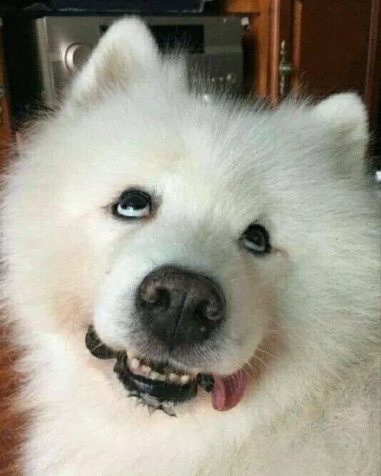 雪橇犬三傻是哪三傻(雪橇犬一共有几傻)