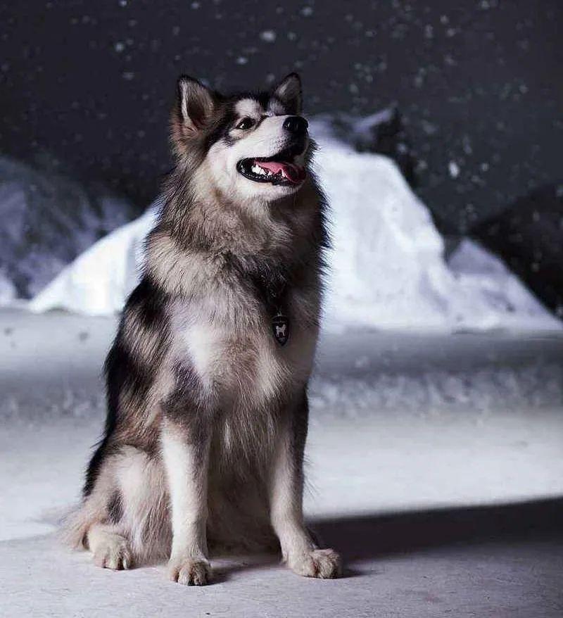 雪橇犬三傻是哪三傻(雪橇犬一共有几傻)