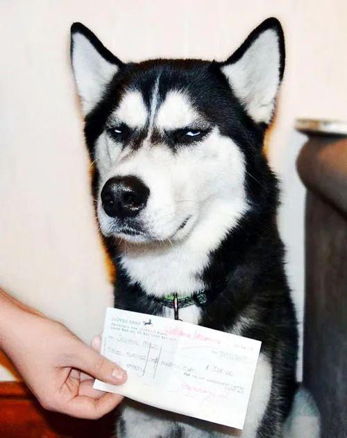 雪橇犬三傻是哪三傻(雪橇犬一共有几傻)