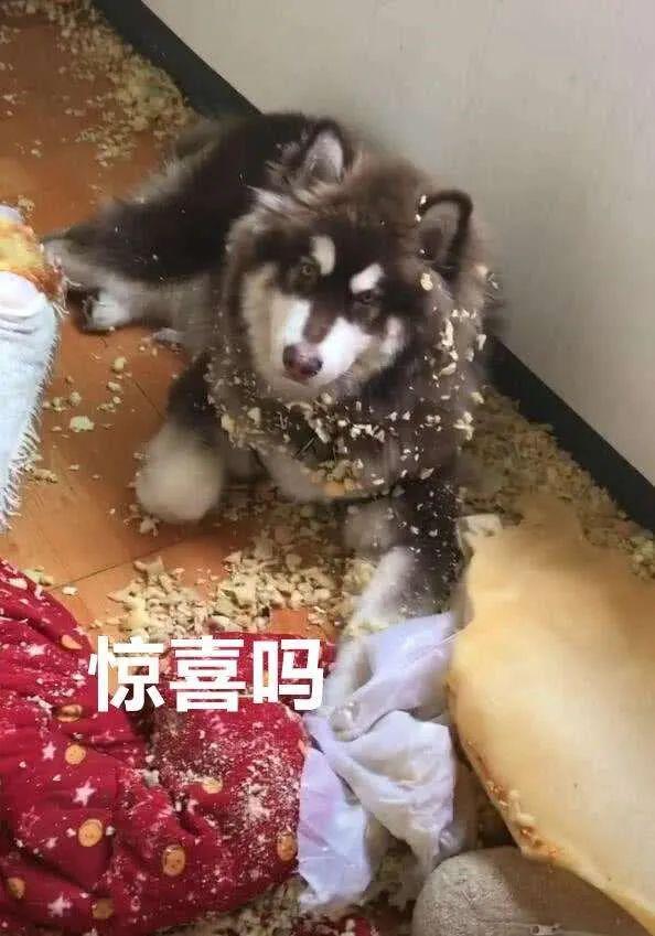雪橇犬三傻是哪三傻(雪橇犬一共有几傻)