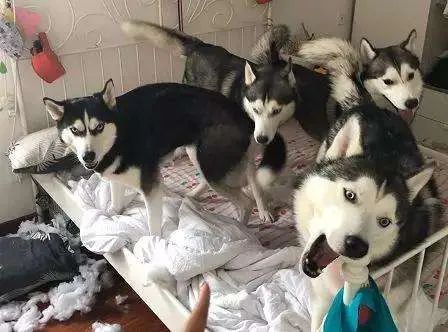 雪橇犬三傻是哪三傻(雪橇犬一共有几傻)