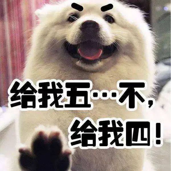 雪橇犬三傻是哪三傻(雪橇犬一共有几傻)