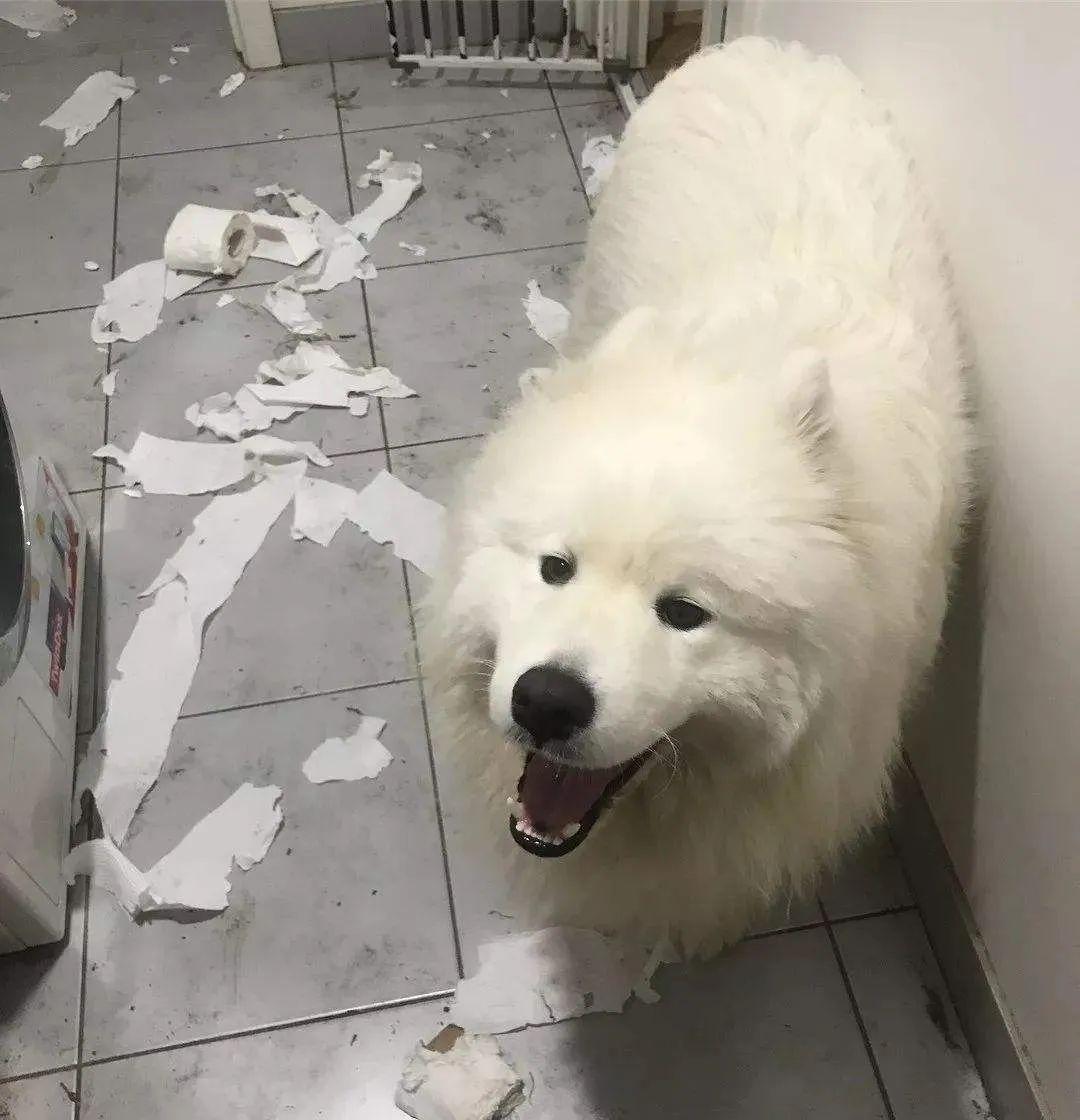 雪橇犬三傻是哪三傻(雪橇犬一共有几傻)