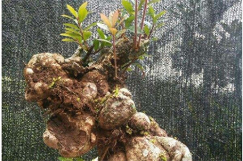 树萝卜的养殖方法和注意事项(盆栽树萝卜的方法)