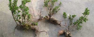 ​树萝卜的养殖方法和注意事项(盆栽树萝卜的方法)