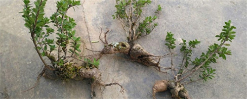 树萝卜的养殖方法和注意事项(盆栽树萝卜的方法)