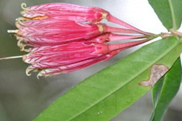 树萝卜的养殖方法和注意事项(盆栽树萝卜的方法)