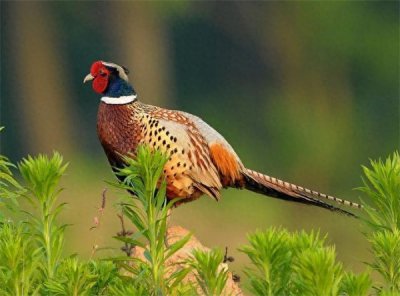 ​野鸡怕什么颜色不敢靠近(野鸡怕什么颜色的东西)