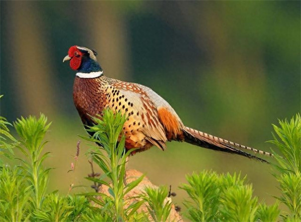 野鸡怕什么颜色不敢靠近(野鸡怕什么颜色的东西)