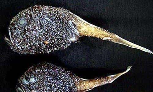 宇宙十大恐怖生物!（宇宙十大恐怖生物）