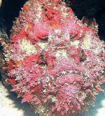 宇宙十大恐怖生物!（宇宙十大恐怖生物）