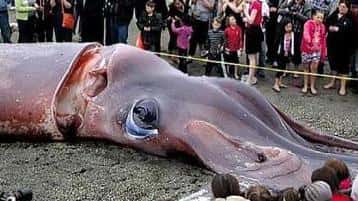 宇宙十大恐怖生物!（宇宙十大恐怖生物）