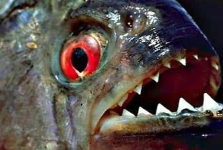 宇宙十大恐怖生物!（宇宙十大恐怖生物）