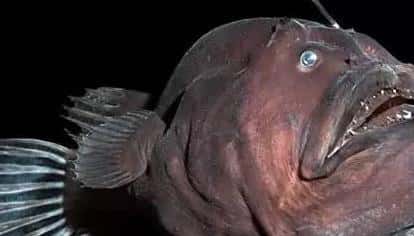 宇宙十大恐怖生物!（宇宙十大恐怖生物）