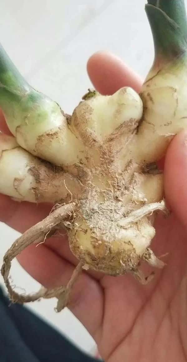 生姜癞皮和花皮区别（生姜花皮是什么原因）