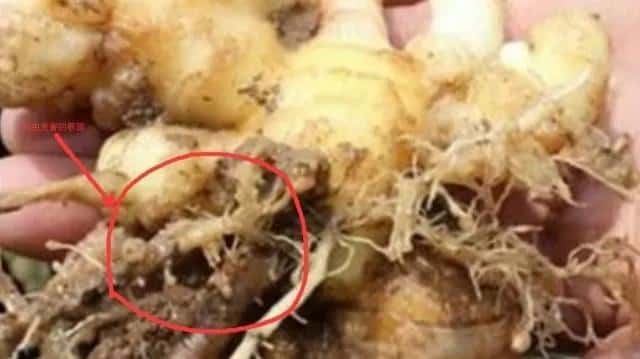 生姜癞皮和花皮区别（生姜花皮是什么原因）