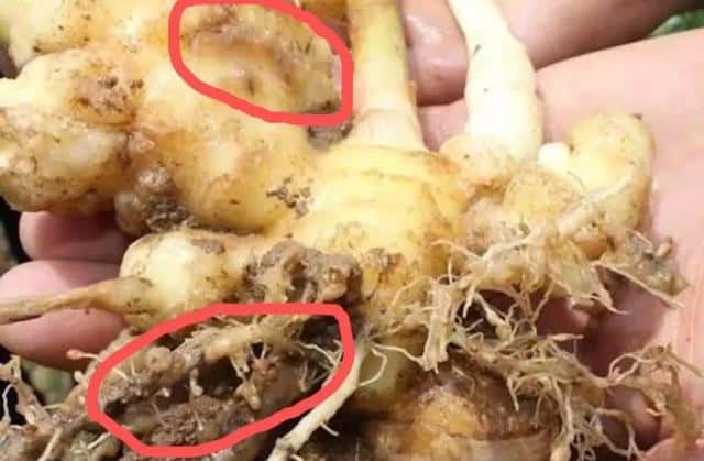 生姜癞皮和花皮区别（生姜花皮是什么原因）