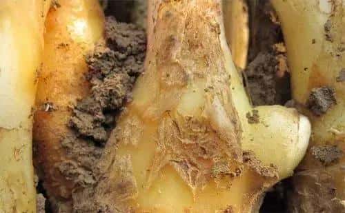 生姜癞皮和花皮区别（生姜花皮是什么原因）