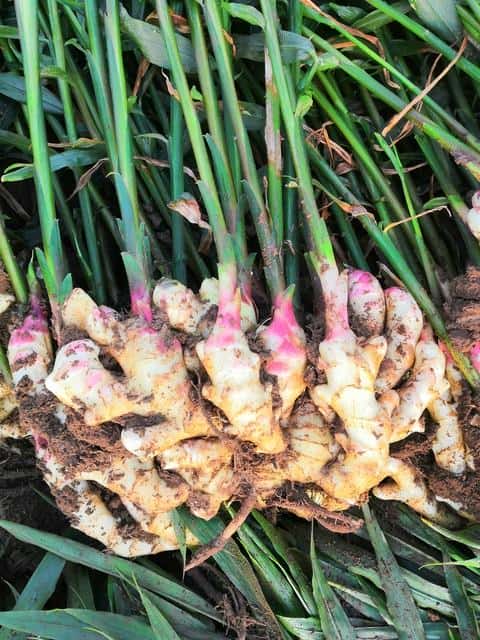 生姜癞皮和花皮区别（生姜花皮是什么原因）