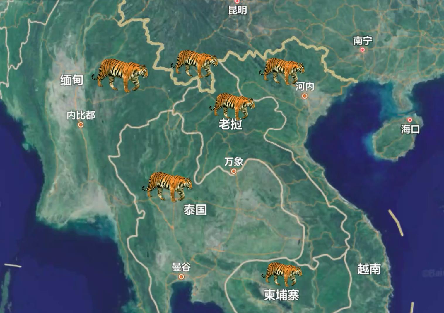 我国老虎分布在哪里(中国老虎分布地区)