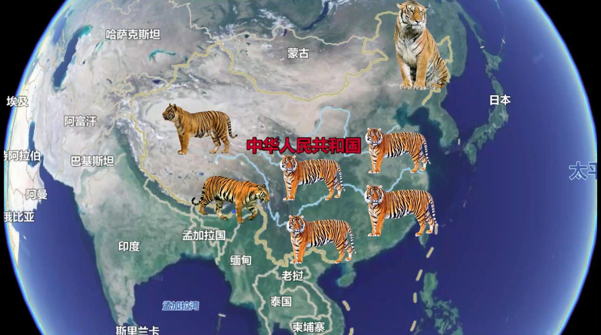 我国老虎分布在哪里(中国老虎分布地区)